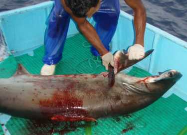 鲨鱼的生存和人类的贪婪