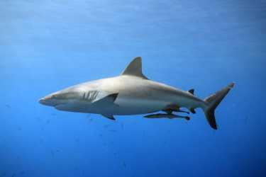 鲨鱼安全地游泳，至少在巴哈马