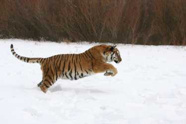 令人担忧的消息极度濒危的西伯利亚虎
