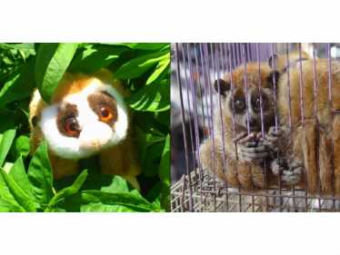 懒猴偷猎和非法宠物交易