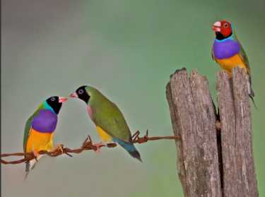 鸣禽和伴侣的选择，表明美丽在情人的（右）眼中