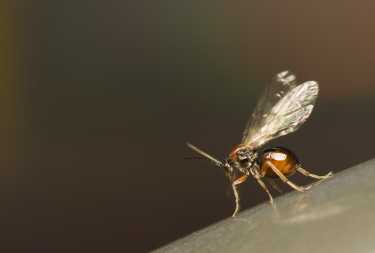 物种形成发生在Gall黄蜂