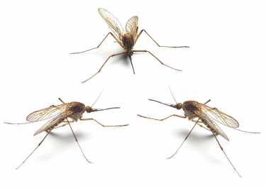 绝育的雄性蚊子可以帮助对抗疟疾