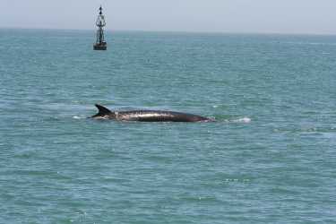 经过8小时的战斗，搁浅的小鲸鱼被释放