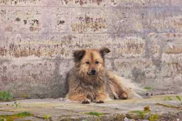 微博后邮政拯救中国狗的卡车