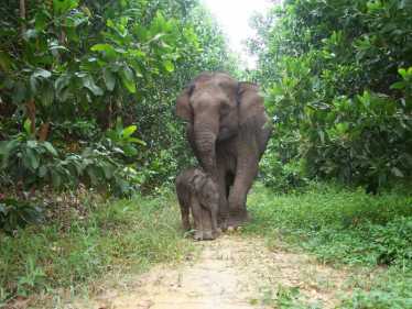 Sumatran大象灭绝了地平线的大