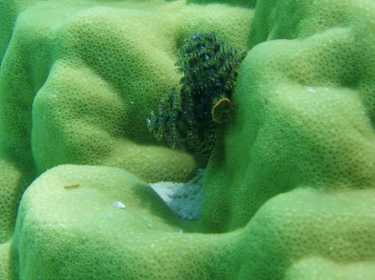 珊瑚的存活率和共生