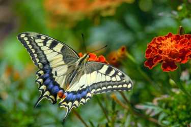 蝴蝶和飞蛾是如何联系起来的?