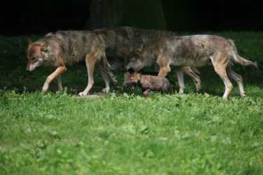 瑞典政府维护狼捕猎