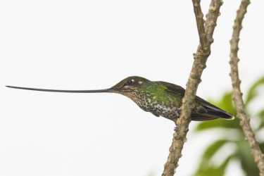 鸟类和激情，厄瓜多尔的生物多样性