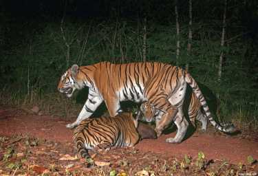 泰国老虎在野外生存和繁殖。