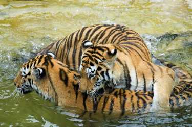 在印度老虎的数量在上升