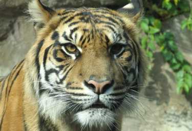 过去的十年中，超过1000多只老虎在持续的非法贸易中丧生