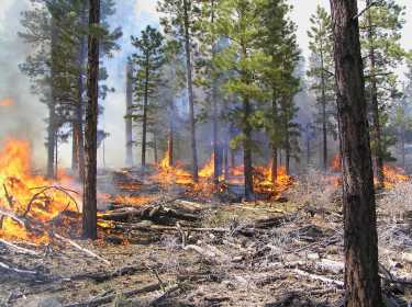树木被松树甲虫创造更多危险的火灾
