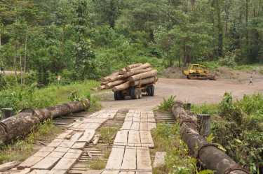 热带森林砍伐碳释放“高估”