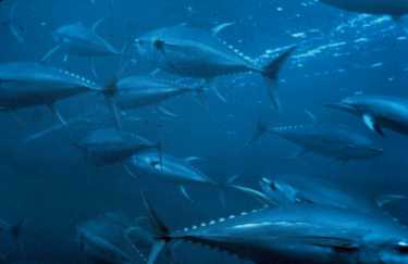 金枪鱼不足够危及物种保护