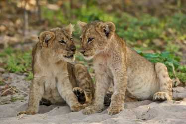 两个罕见的狮子幼崽保存在索马里