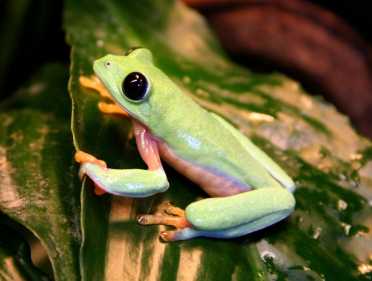 独特的热带青蛙可深入了解两栖动物遗传学