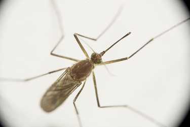 来访的蚊子和致命的病毒威胁到加拉帕戈斯群岛