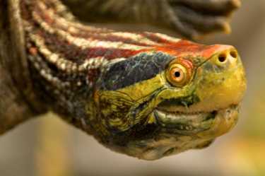 WCS承诺保护濒危淡水龟,乌龟