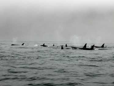 数据显示，搁浅在英国海滩上的鲸鱼和海豚数量大幅增加