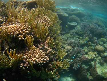 白综合症（WS）破坏了我们的珊瑚礁，但是如何呢？