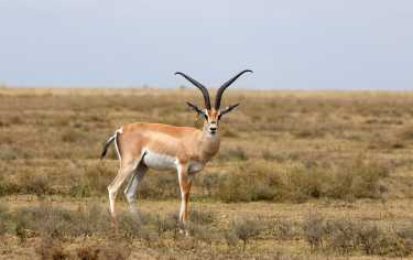 Masai Mara中的野生物种数量下降了三分之二