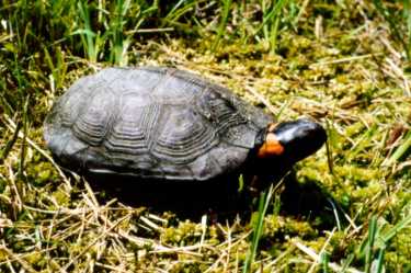 WSC努力阻止美国沼泽龟数量的下降