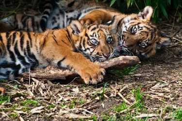 WWF释放苏门答腊老虎的罕见镜头