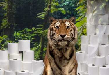WWF报告链接苏门答腊森林砍伐与卫生纸