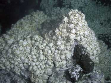 雪人蟹栖息在深海