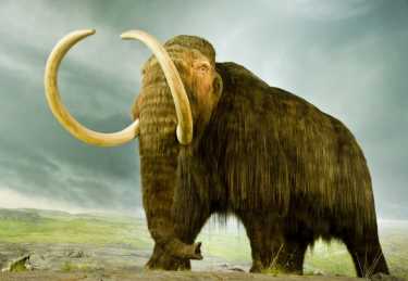 冰河时代的大象 - 妈妈原始