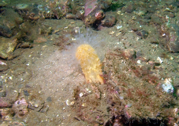 软珊瑚，死人的手指在柔软的海床上再生。