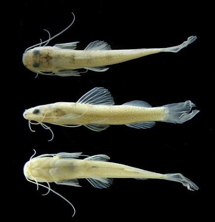 Imparfinis Aff。stictonotus是一只小鲶鱼，只有两英寸长