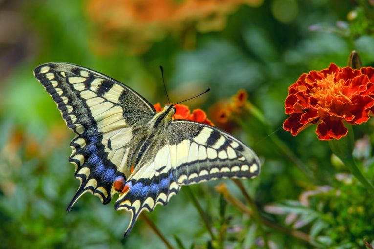 蝴蝶和飞蛾如何相关？