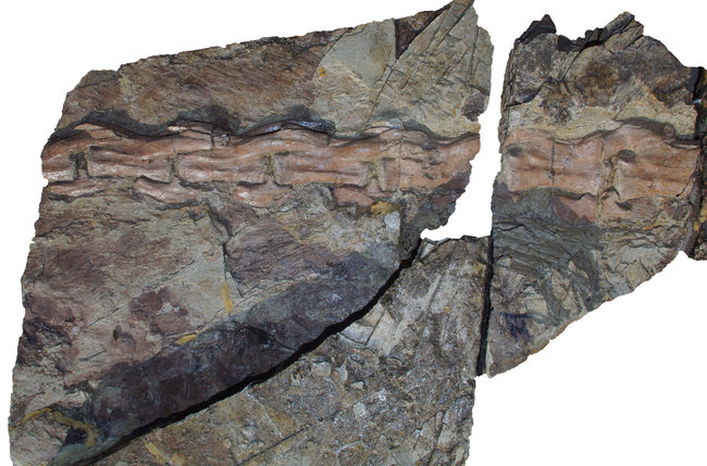 yutyrannus花莲尾部化石