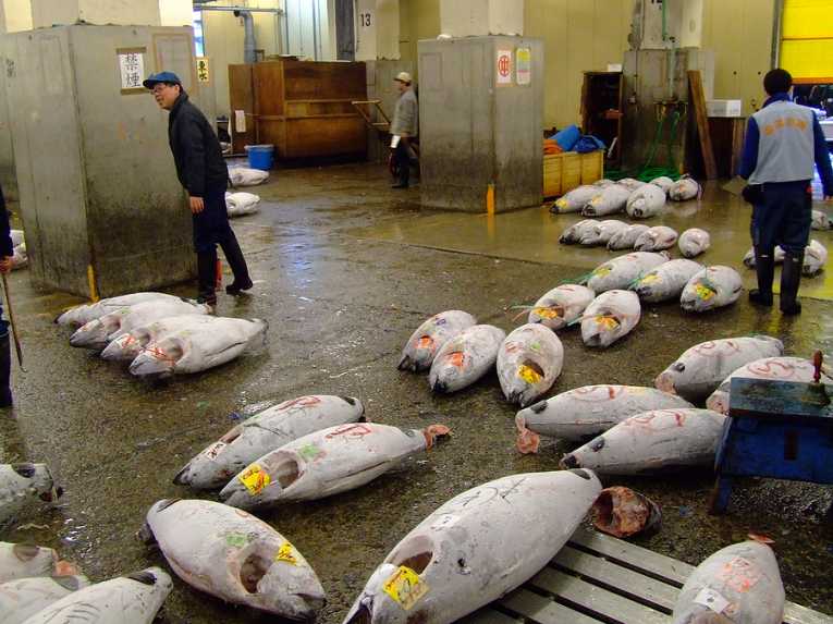 捕捞禁止保护受威胁的金枪鱼股的时间说报告