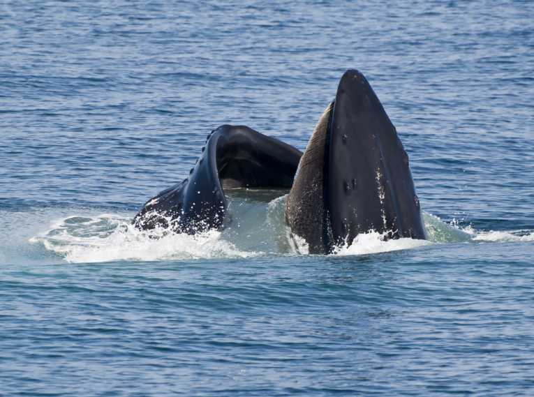 交易的捕鲸拯救鲸鱼,鲸鱼配额制度吗?