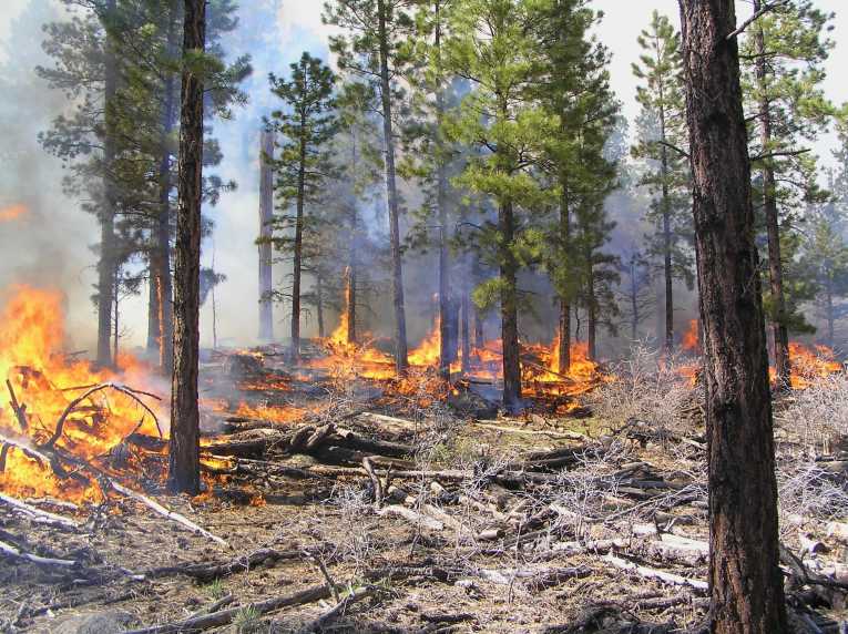 被松甲虫杀死的树木会引发更危险的火灾