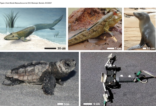 使用脚蹼或鳍的运动：顶部：Tiktaalik的早期Tetrapod Walkers（Zina dertersky，NSF）或现代水上适应动物（Mudskipper或Sea Lion;图片由Bjorn Christian Torrissen和Flickr.com提供：Sly06）使用鳍和脚蹼到砂质陆地环境。左下方：孵化映对海龟。右下：FBOT，海龟启发的物理模型。