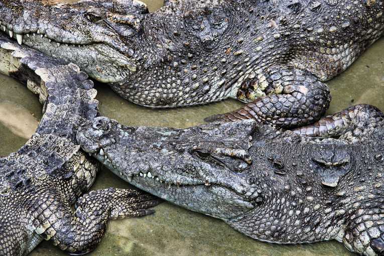 20只极度濒危的暹罗鳄鱼在老挝孵化
