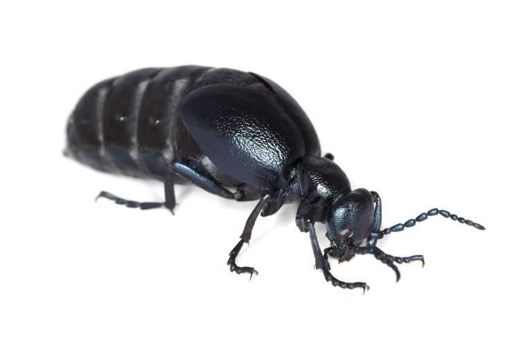 英国的Buglife邀请该国进行石油甲虫狩猎！