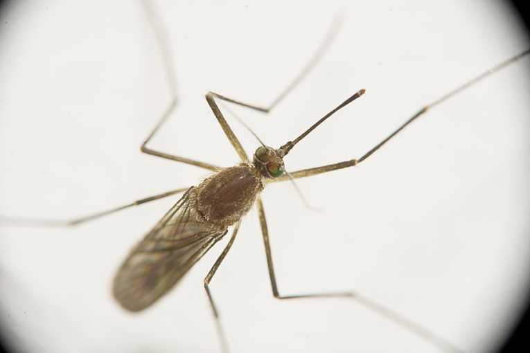 参观蚊子威胁着致命病毒的加拉帕戈斯