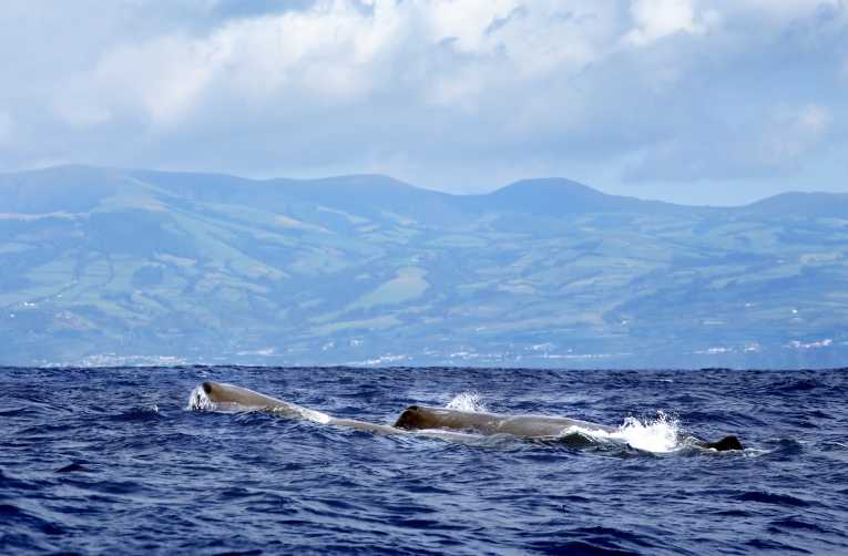 在新西兰凯库拉观看鲸鱼