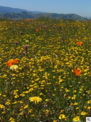 在加州的蛇形草原上，原生野花占主导地位，但来自欧洲和亚洲的入侵草正在侵入
