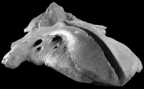 博哈斯卡亚monodontoides的头骨化石