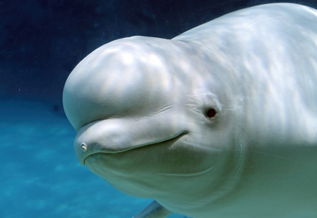 白鲸(意为白色)与独角鲸非常相似