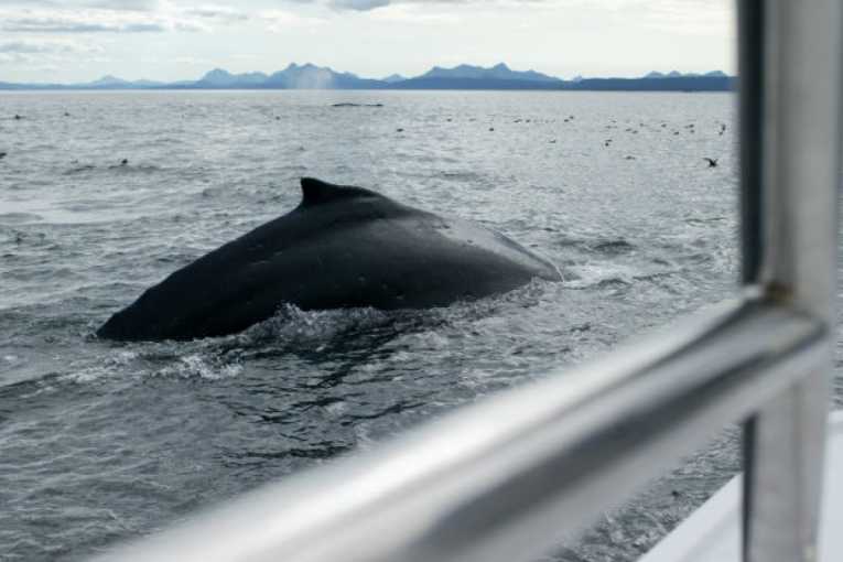 捕鲸舰队阻止了争夺鲸鱼的加油
