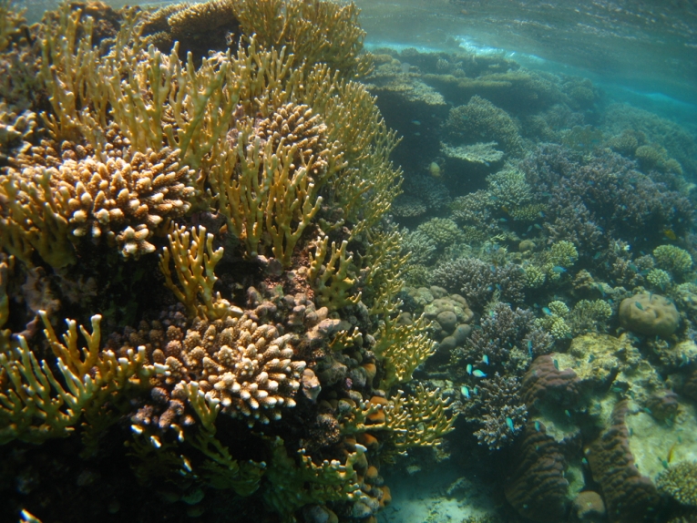 白色综合症(WS)破坏我们的珊瑚礁，但如何?