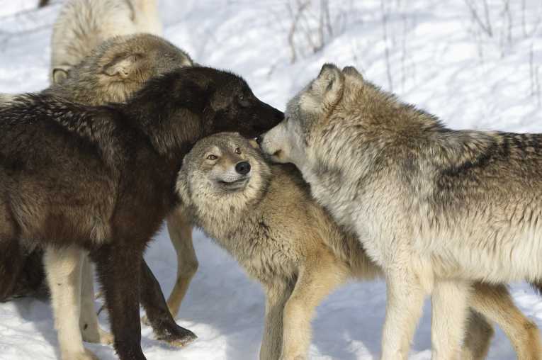 灰狼在美国州失去保护